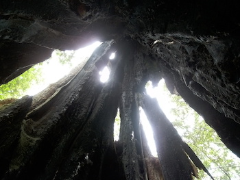 Intérieur de l'arbre